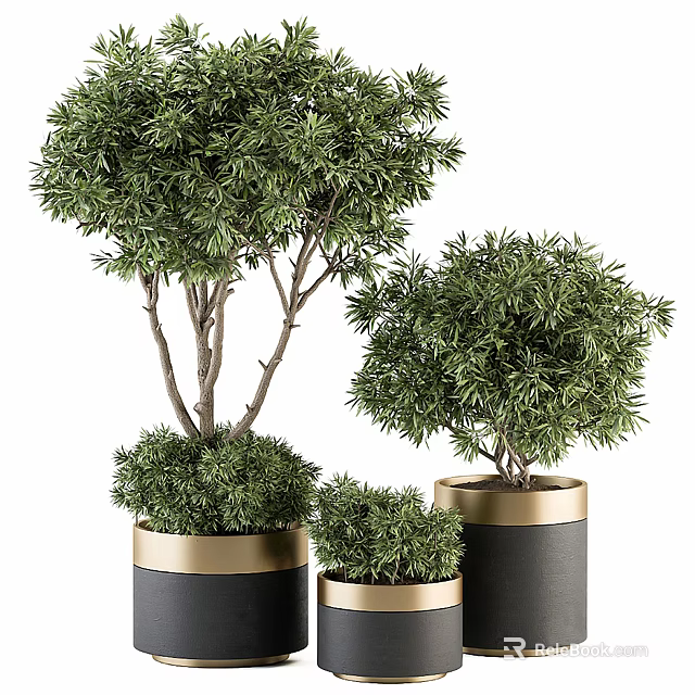 Bonsai Plants In Different Sizes With Black Gold Decorative Pots For Home Decor 3d model 