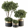 Bonsai Plants In Different Sizes With Black Gold Decorative Pots For Home Decor