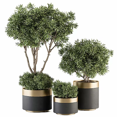 Bonsai Plants In Different Sizes With Black Gold Decorative Pots For Home Decor 3d model