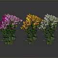 Colorful Potted Flowering Plants With Red Yellow Purple And White Blooms Displayed Together