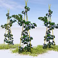 Climbing Plants With Purple Flowers On Bamboo Frames Over Green Grass And Blue Sky