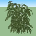 Lush Green Fern Plants With Hanging Vibrant Foliage And Dense Leaves