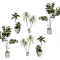 Various Bonsai Potted Plants With Different Leaf Types And Ceramic Pots For Indoor Decor 3d model