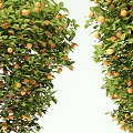 Modern Orange Tree Fruit Tree Orange Tree Lemon Tree Persimmon Tree Pomegranate Tree Landscape Tree Arbor 3d model