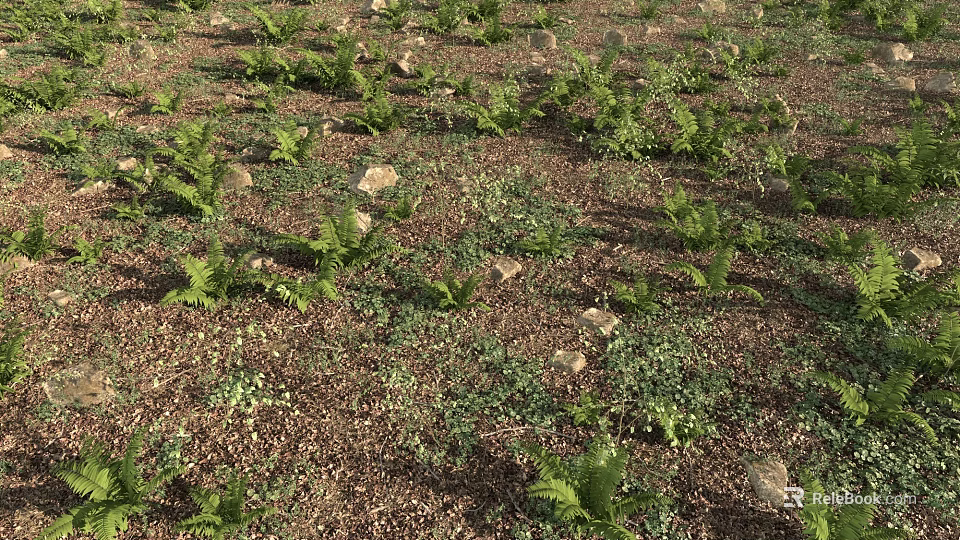 Lush Green Ferns And Low Plants Growing On Brown Soil With Scattered Stones 3d model 