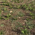 Lush Green Ferns And Low Plants Growing On Brown Soil With Scattered Stones