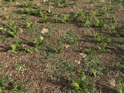 Lush Green Ferns And Low Plants Growing On Brown Soil With Scattered Stones 3d model
