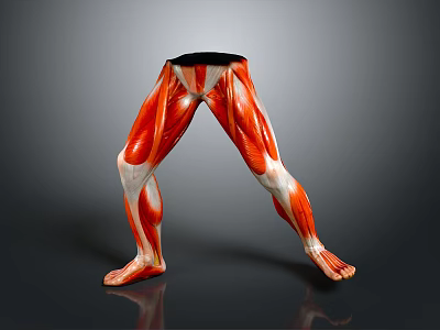 Detailed Human Leg Muscle Anatomical Model For Medical Education Training 3d model