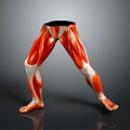 Detailed Human Leg Muscle Anatomical Model For Medical Education Training