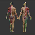 3D Rendered Male Torso Models Showing Head Organs Muscle Anatomy Front Back