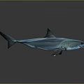 Blue Shark Model Showcased On Gray Background With Reflective Surface 3d model
