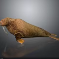 Orange Walrus With Long Tusks Lying On Smooth Reflective Surface