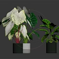 Potted Indoor Plants with Green White Veined and White Red Veined Leaves for Decoration