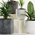 Elegant Potted Bonsai Plants With Lush Green Leaves In Gray And White Concrete Pots
