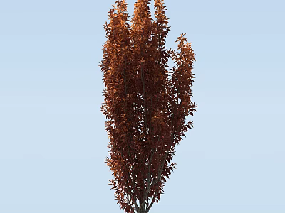 Tall Arbor With Brown Leaves Standing Against Clear Blue Sky 3d model