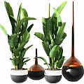 Decorative Bonsai Potted Plants With Large Green Leaves And Various Shaped Pots
