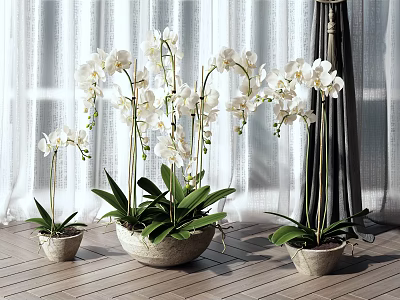 Three White Orchid Potted Plants Placed On Wooden Floor With Curtain Background 3d model