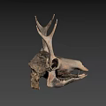 Detailed Dinosaur Skull Fossil Exhibit From University of Wyoming Collection