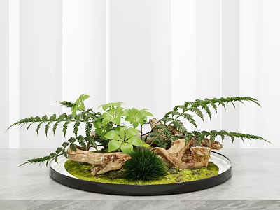 Bonsai Plant Arrangement With Ferns Wooden Roots And Green Moss On Circular Tray Gray Tabletop 3d model
