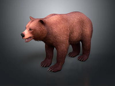 Realistic Brown Bear 3D Render In Standing Pose With Detailed Fur And Gray Background 3d model