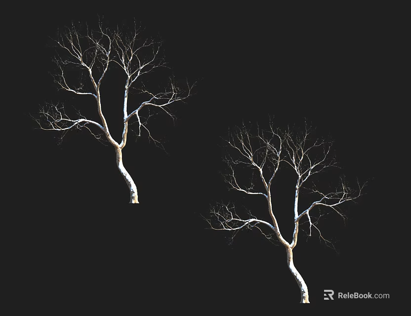 Two Trees With Bare Branches And White Trunks Against Black Background 3d model 