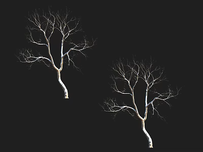 Two Trees With Bare Branches And White Trunks Against Black Background 3d model