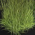 Herbaceous Crops With Central Light Brown And Surrounding Green Grass