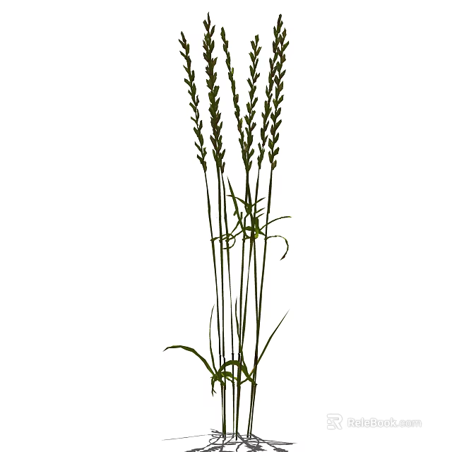 Tall Green Grass Plants With Slender Stems And Spiked Seed Heads 3d model 