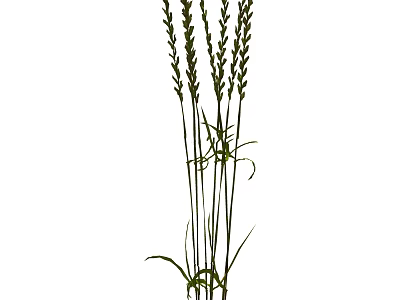 Tall Green Grass Plants With Slender Stems And Spiked Seed Heads 3d model
