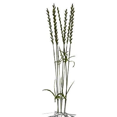 modern grass 3d model modern grass 3d model