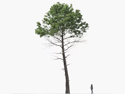 Tall Pine Tree with Green Foliage and Straight Trunk and a Person Standing Beside It 3d model