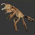 Detailed View Of Orange Fresh Crab With Large Claws On Smooth Surface Showing Reflection