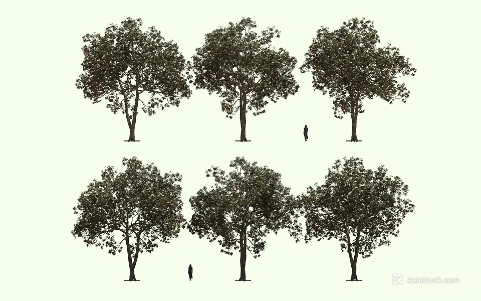 Tall Arbor Trees Featuring Lush Foliage Thick Trunks and Human Figures for Size Comparison 3d model