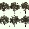 Tall Arbor Trees Featuring Lush Foliage Thick Trunks and Human Figures for Size Comparison 3d model