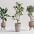 Indoor Bonsai Potted Plants with Woven Baskets Textured Pots on Small Wooden Stands