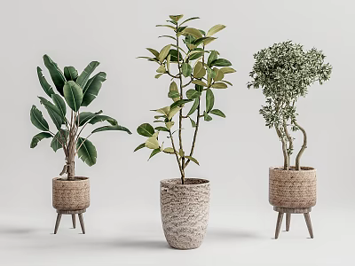 Indoor Bonsai Potted Plants with Woven Baskets Textured Pots on Small Wooden Stands 3d model