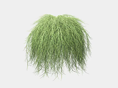Lush Green Hanging Plant with Long Slender Leaves and Fluffy Appearance for Decoration 3d model