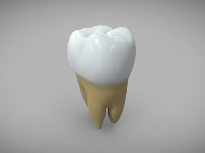 Anatomically Accurate 3D Tooth Model With White Crown And Yellow Root Structure 3d model