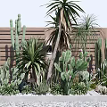 Variety of Succulent Plants and Cacti in Garden With Wooden Fence Background