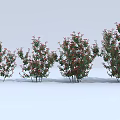 Different Sizes of Flowering Shrubs with Green Leaves and Red Flowers Arranged in a Row