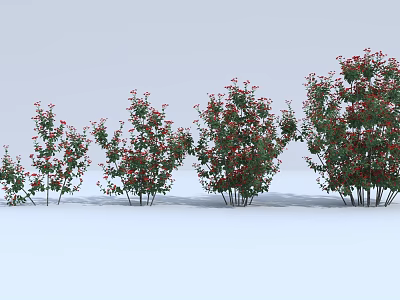 Different Sizes of Flowering Shrubs with Green Leaves and Red Flowers Arranged in a Row 3d model