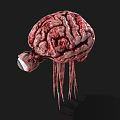 Red Brain Like Creature With Large Eye And Tentacles On Black Background 3d model