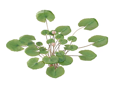 Vibrant Healthy Aquatic Plants with Large Green Floating Leaves and Stems 3d model