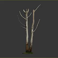 Tall Dead Tree With White Trunk And Green Moss At Bottom On Dark Background