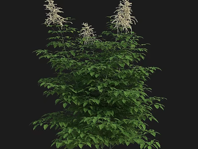 Lush Green Plant With White Flowers And Vibrant Foliage In Garden 3d model