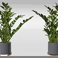 Lush Green Bonsai Potted Plants With Gray Ceramic Pots And Golden Base
