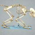 Monkey Skeleton Anatomical Model Display With Detailed Bone Structure And Stand 3d model