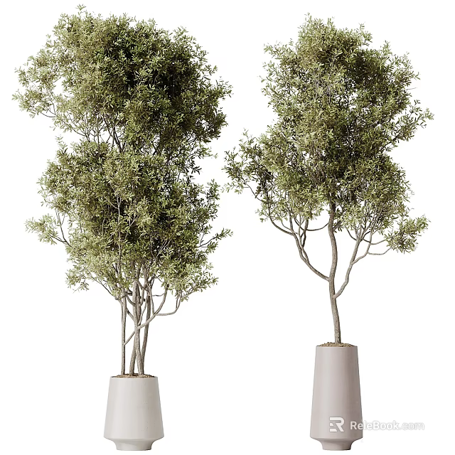 Two Bonsai Potted Trees With Lush Green Foliage In White Planters 3d model 