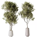 Two Bonsai Potted Trees With Lush Green Foliage In White Planters
