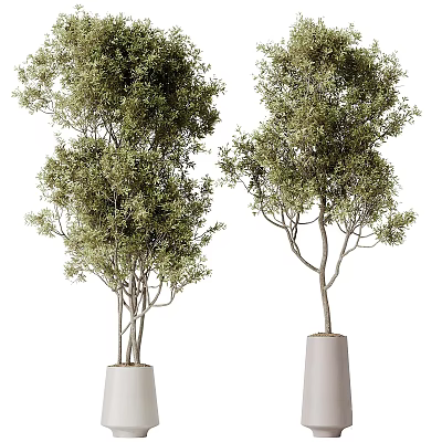 Two Bonsai Potted Trees With Lush Green Foliage In White Planters 3d model